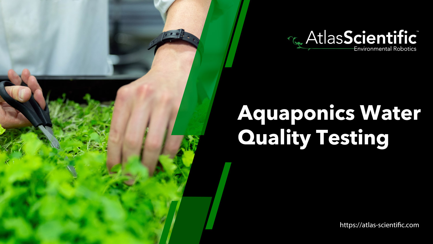 Aquaponics Success Through Water Quality Testing Atlas Scientific