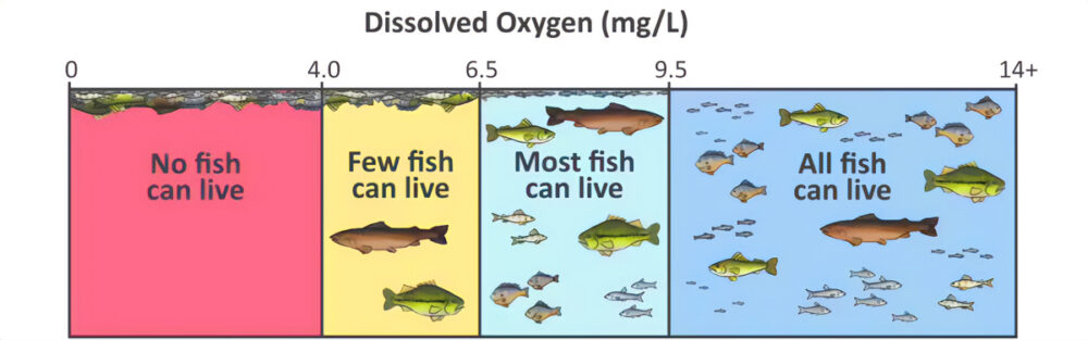 Do In Water Why Is Dissolved Oxygen Important? | Atlas Scientific