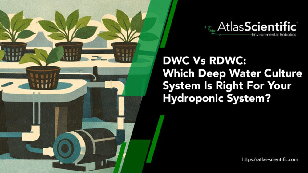 Dwc Rice DWC vs. RDWC: Which Deep Water Culture System Is Right For Your ...