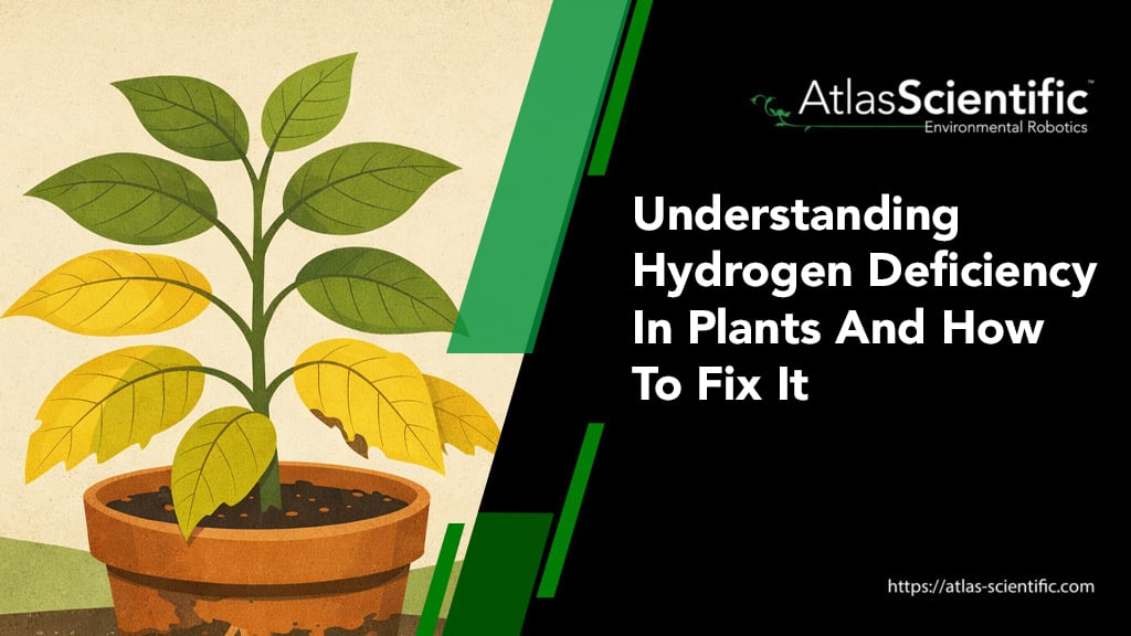 hydrogen-deficiency-in-plants
