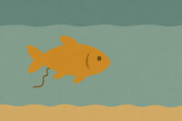 Image showcasing How To Detect And Reduce Ammonia Levels Inside A Fish Tank | Atlas ...