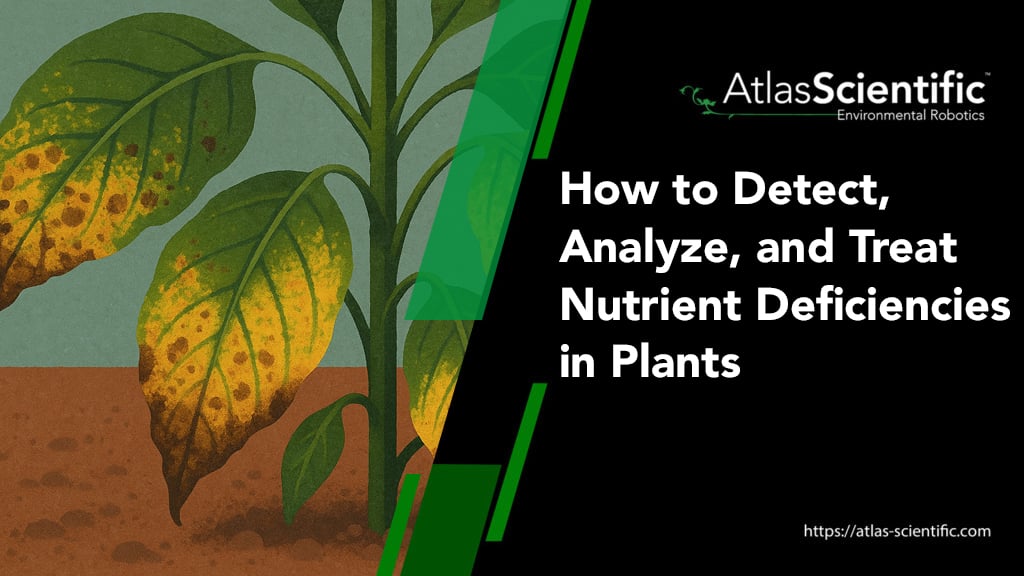 nutrient-deficiency-in-plants