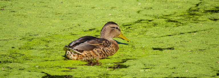 What Causes High BOD In Wastewater? | Atlas Scientific