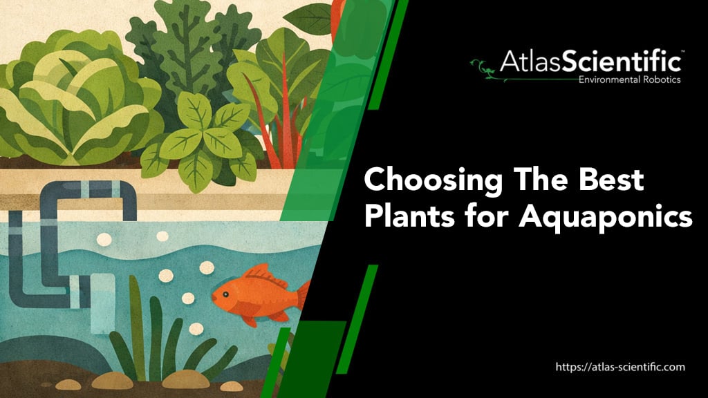 plants-for-aquaponics